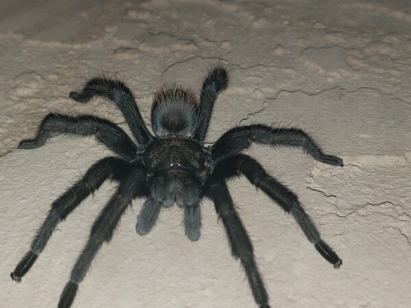 Black Mexican Blonde Tarantula on stucco. Two dots that look like eyes showing. 