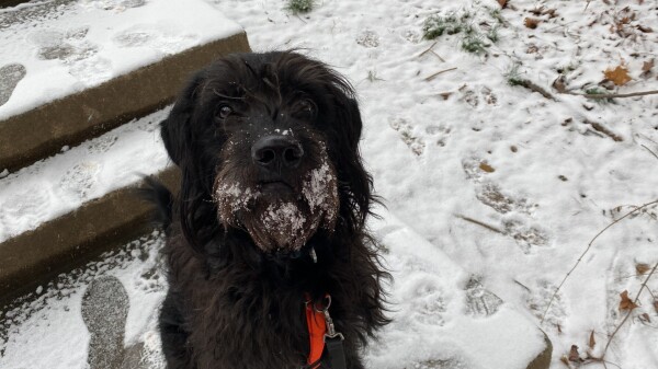 A black dog with wavy hair and a beard full of snow.