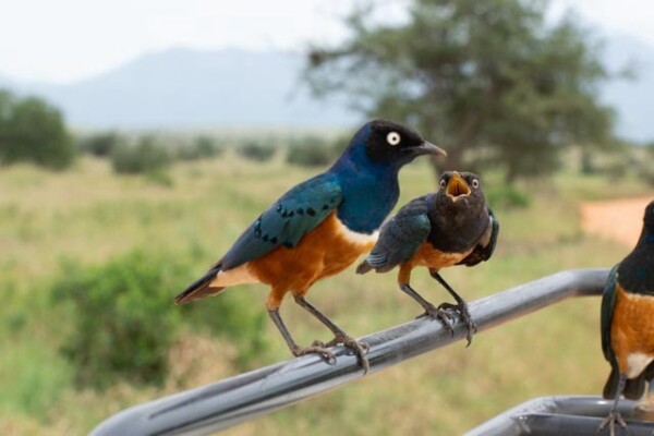 Two superb starlings perched on a railing in Kenya. They’re very brightly coloured. The one on the right is a chick and is begging to the adult. 