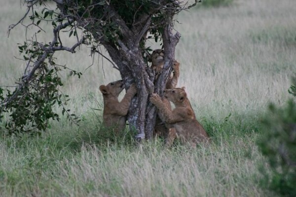 Three lion cubs playing in a tree in Kenya 
