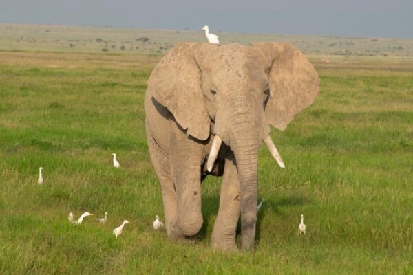 An elephant surrounded my small white birds on grassland in Kenya 