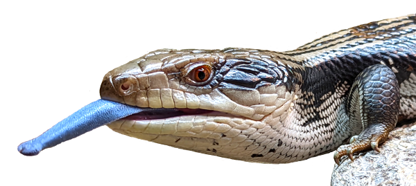 Photo of a blue tongue skink with its blue tongue poking out.