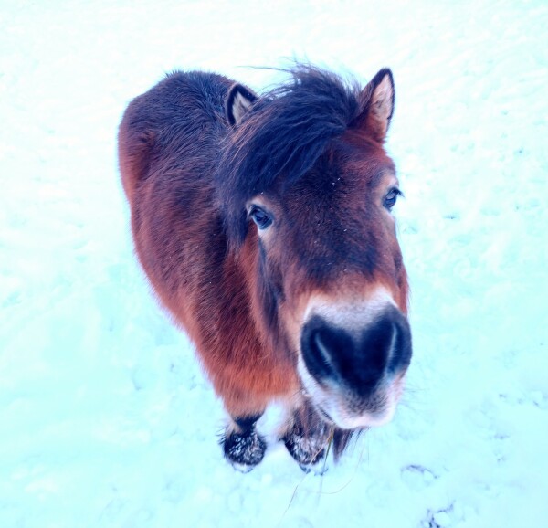 A little Shetland pony, viewed from above his head. He is chestnut brown with a black mane swept over his forehead, and black hair running down the middle of his back. He looks very much like a friend. 

The pony is standing in the snow. It's not very deep, but covers the ground. The snow is brightly lit behind him but shaded to the front.