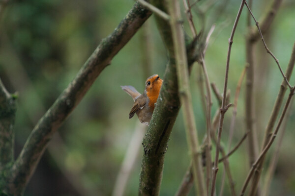 Photo of a robin hiding behind a tree