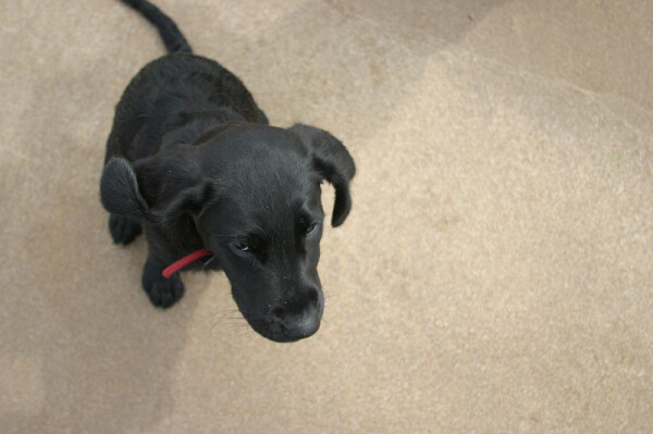 Photograph looking down on a black labradorite puppy sitting on a beach. She wears a red collar. Her ears are in motion as she was flicking them.