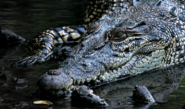 A crocodile in Sungei Buloh, Singapore.