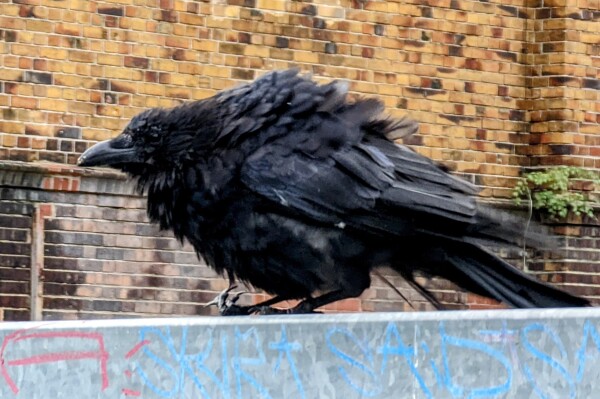 Photo: slightly disheveled looking, fluffed up crow on a metal fence, her right claw is bent backwards