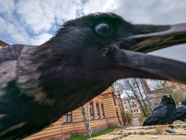 Photo: head and neck of a hybrid crow (carrion + hooded) as she is stretching to pick up something outside of the picture with her open beak. she's slightly out of focus.
In the background two more crows are looking