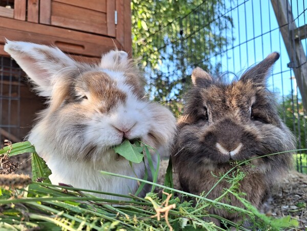 2 bunnies eating gras