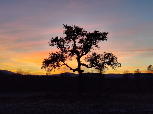 A tree against a landscape just after sunset.