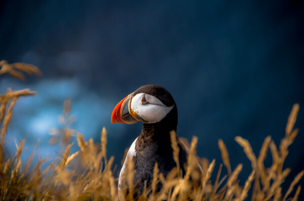 The image features a close-up of a puffin, a distinctive seabird known for its colorful beak and striking appearance. The puffin is positioned in the center of the frame, with its head turned slightly to the side, allowing a clear view of its bright orange beak and white face contrasted against its black body. The bird is surrounded by tall, golden-brown grasses, which add a natural, earthy foreground to the composition.

In the background, the image showcases a blurred view of a deep blue ocean, creating a serene and tranquil setting that complements the puffin's vibrant colors. The blurred background helps to emphasize the sharp details of the puffin and the grasses, making the bird the focal point of the photograph. The overall mood of the image is calm and reflective, capturing the beauty and simplicity of the puffin in its natural habitat.