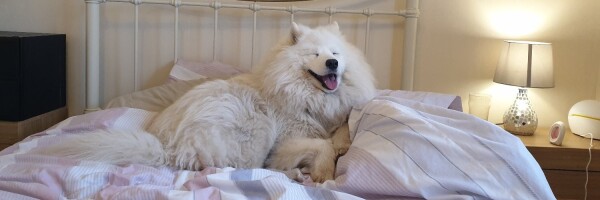 A samoyed dog lying on a double bed, eyes crinkled, mouth open, in luxurious bliss