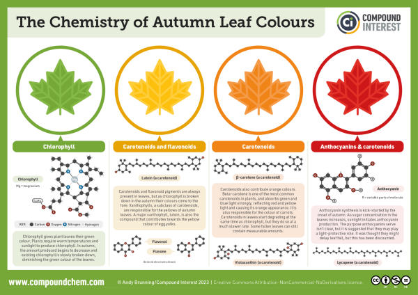 Infographic on the chemistry of the colours of autumn leaves. Green is caused by chlorophyll, carotenoids and flavonoids give yellows, and oranges come from carotenoids, which also contribute to reds along with anthocyanins.