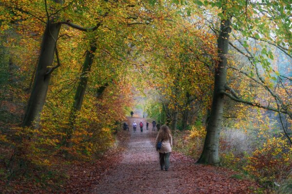 A peaceful autumn woodland path through the Ingleborough Estate shows walkers strolling beneath a natural canopy of beech trees, their leaves displaying brilliant shades of amber and gold. The well-maintained gravel path, carpeted with fallen leaves, stretches into the misty distance whilst tall, grey-barked trees stand sentinel on either side, creating a tranquil tunnel effect that frames both the lone walker in the foreground and the small group of ramblers ahead.