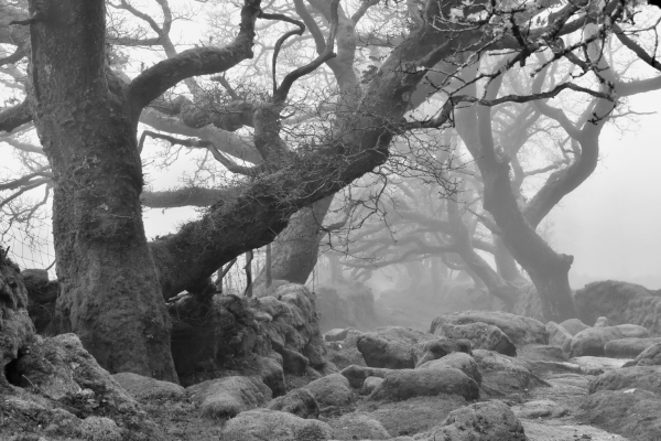Misty oaks 